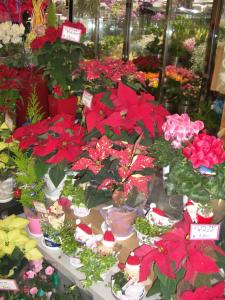 クリスマスのディスプレイが一番楽しい　(岡山)｜「サンフラワー」　（岡山県岡山市北区の花キューピット加盟店 花屋）のブログ
